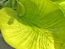 Yellow Velvetleaf
