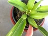 Philodendron Fat Bruch Compact 