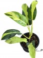 Philodendron Thai Sunrise Variegated 