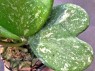 Hoya Kerrii Variegated