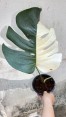 5 Plants Monstera Albo Half Variegated 1 Leaf