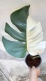 10 Plants Monstera Albo Half Variegated 1 Leaf