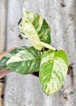 Rhaphidophora Puberula Variegated