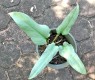 Philodendron Silver Swan Leaf 