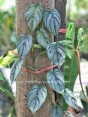 Philodendron Brandtianum Silver Leaf Variegated