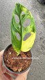 Monstera Adansonii Aurea Variegated 1 Leaf