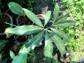 Philodendron Goeldii