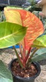 Philodendron Moonlight Red Galaxy Variegated Super RARE
