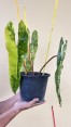 Billietiae Philodendron Billietiae Variegated 3 Leaf