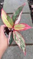 5 Plants Aglaonema Siam Aurora Variegated