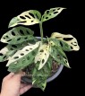 Monstera Adansonii Albo Variegated 1 Leaf