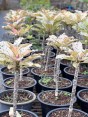 5 Plants Plumeria Maya Leaf Variegated