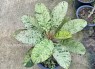 Plumeria Maya Crystal Leaf Variegated 