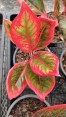 10 Plants Aglaonema Kenza or Lipstick