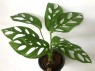 Monstera Adansonii 
