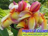 Plumeria 