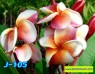 Plumeria 