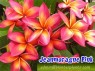 Plumeria 