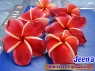 Plumeria 
