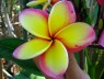 Plumeria 