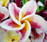 Plumeria 