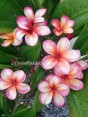 Plumeria 