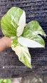 Monstera Lechleriana Variegated 