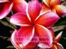 Plumeria 