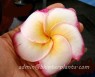 Plumeria 