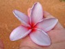Plumeria 