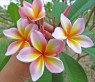 Plumeria 