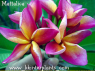 Plumeria 