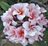 Plumeria 