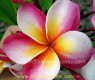 Plumeria 