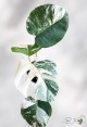 monstera-borsigiana-albo-variegated-houseplants-bkinterplants-rare-houseplants