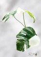 monstera-borsigiana-albo-variegated-houseplants-bkinterplants-rare-houseplants