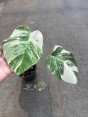 monstera-borsigiana-albo-variegated-houseplants-bkinterplants-rare-houseplants