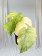 Close-up of a Monstera Full Mint variegation showing pastel green and deep emerald tones