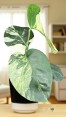 Monstera Mint Variegated – Side Angle Showing Petiole and Leaf Curl