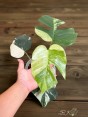Monstera Mint Variegated – Close-Up of Leaf Fenestration and Mint Pattern