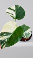 Monstera Mint Variegated