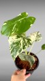 Monstera Deliciosa Silver Star Variegated