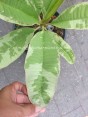 Plumeria 
