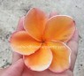 Plumeria 