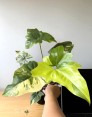 Philodendron Angela Variegated – Top view showing mint and white variegation