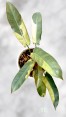 Philodendron Atabapoense Variegated 