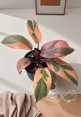 Beautiful Dark Leaves with Creamy Variegation