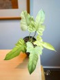 Easy Care Indoor Plant Bright Indirect Light