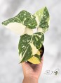 philodendron-gloriosum-variegated-aroid-plants