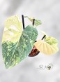 philodendron-gloriosum-variegated-rare-houseplants